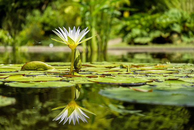 soothing water lily, sexual abuse recovery.
