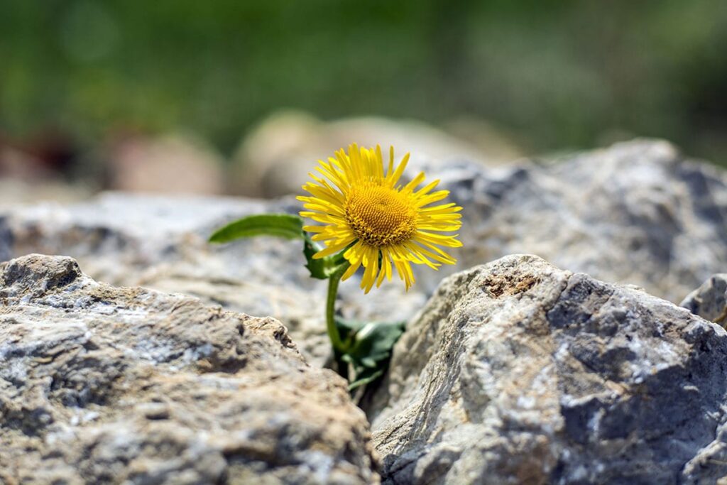 photo of sunflower in rock