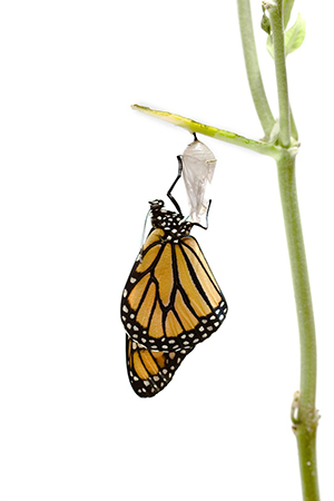 Butterfly emerged, illustrating struggle, image by Triggermouse from Pixabay.
