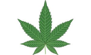 marijuana leaf.