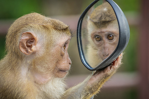 monkey see, hypnotherapy for habits, image by Andre Mouton from Pixabay.