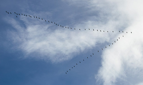 Image of wild geese flying in v formation by minka2507 from Pixabay